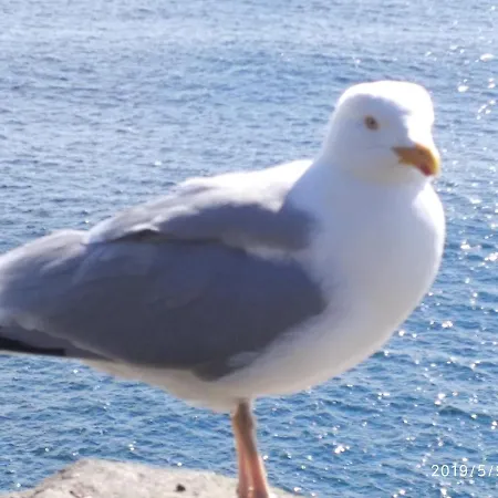 The Ferry Boat בית הארחה